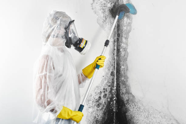 Best Asbestos and Lead Testing During Mold Inspection  in Three Oaks, MI
