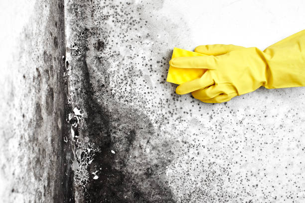 Best HVAC Mold Inspection and Cleaning  in Three Oaks, MI